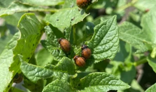 Novi folijarni insekticid za repicu