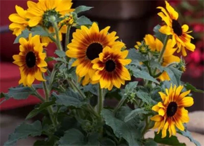 Syngenta Flowers promovira Sunfinity suncokrete kao rješenje za-vrt s produže...