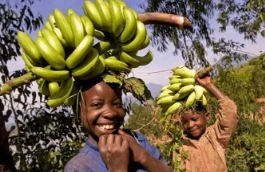 Kinesko-afrička poljoprivredna suradnja pomaže afričkoj sigurnosti hrane