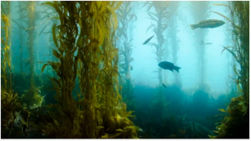 Kelp biogorivo moglo bi uskoro pokretati naše automobile i avione