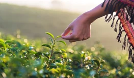 CropLife India traži 5-godišnju zaštitu podataka, upozorava na sužavanje mogu...